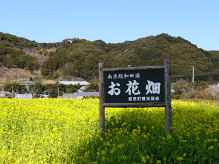 Wada-ura's flower fields