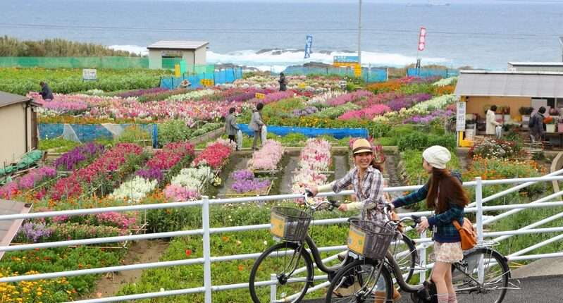 サイクリング　くるくる車ららん（千倉の白間津花畑にて）
