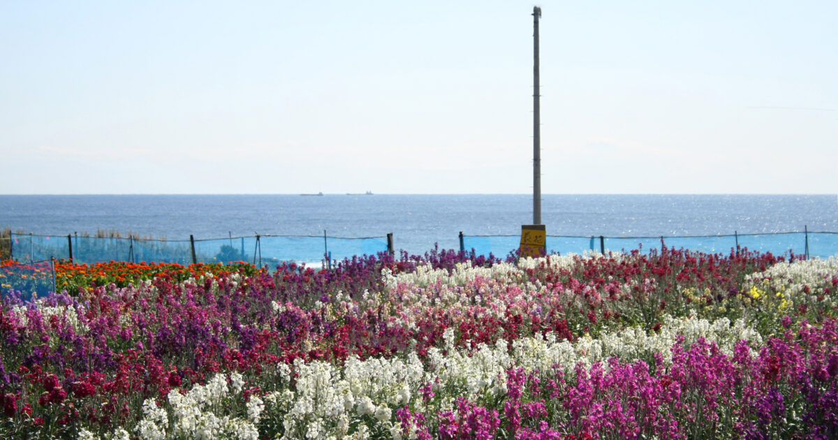 白間津お花畑