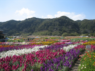Chikura's flower fields