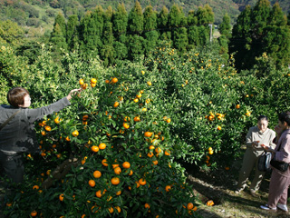 Mikan (mandarin oranges) picking