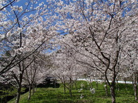 南房総も桜の季節です！！