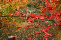 小松寺の紅葉情報