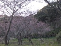 2月2日　抱湖園（元朝桜）開花状況