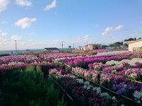 千倉地区の花畑