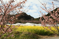 菜の花と元朝桜が綺麗です