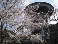 大房岬の桜の状況。