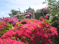 館山市の城山公園でつづじが見ごろを迎えています。