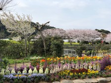 桜満開で花壇の花々と饗宴・・枇杷倶楽部