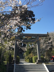 高家神社の桜（千倉地区）