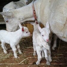 やぎの赤ちゃんが産まれました！ 白牛さんも元気です