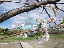 桜が咲いて・・枇杷倶楽部