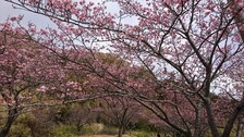抱湖園下の桜が見ごろ！