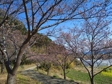 抱湖園の桜