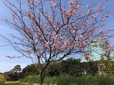 早咲きの桜がもうすぐ満開に　🌸