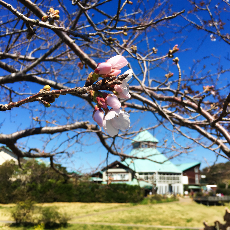 快晴の枇杷倶楽部と咲き始めの桜