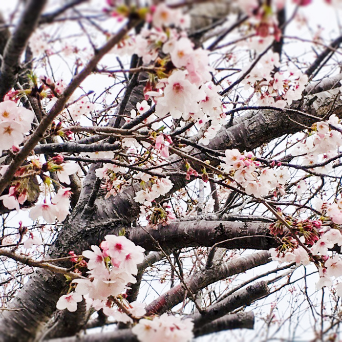 枇杷倶楽部苺庭園前の桜並木は満開一歩手前