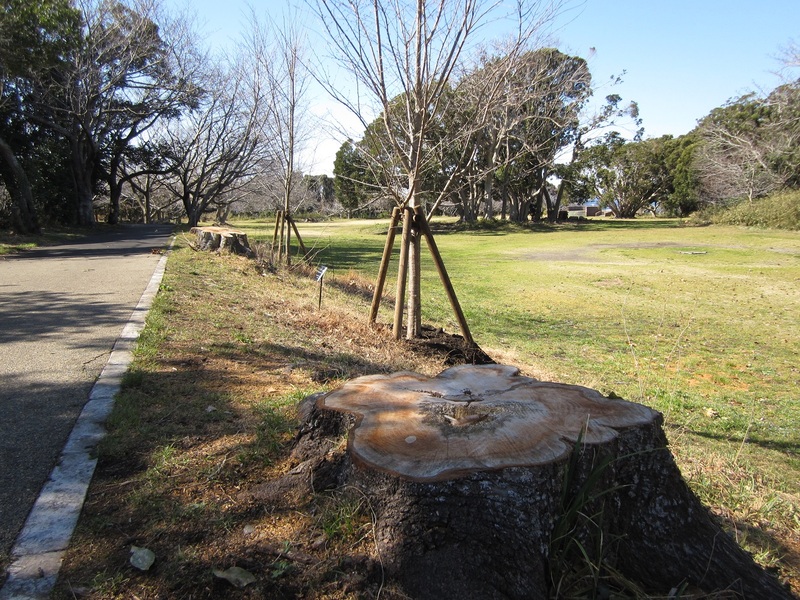 植樹された桜の木2と伐採された根跡