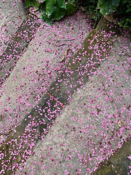 階段に散った梅の花びら
