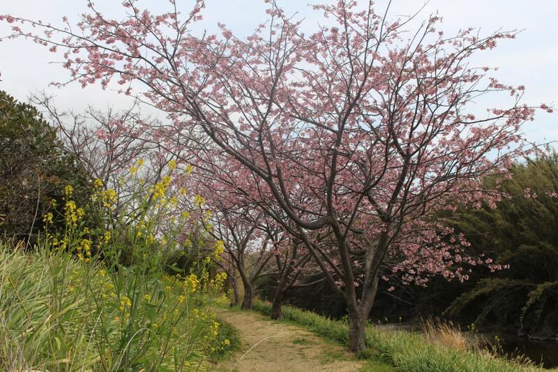 土手の桜と菜の花