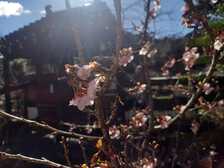 元朝桜　咲いてます