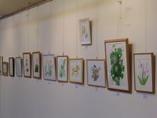 植物細密画と絵画サークルの作品展の写真